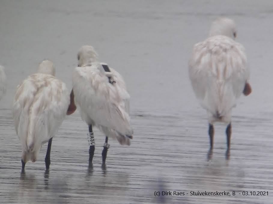 Spoonbills Cr birding
